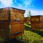 Defrișări pentru stupine și benzi melifere în Ploiești